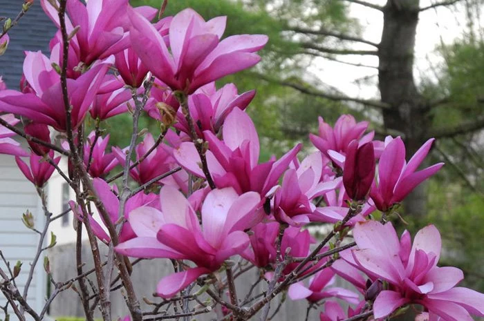 Магнолия Рики